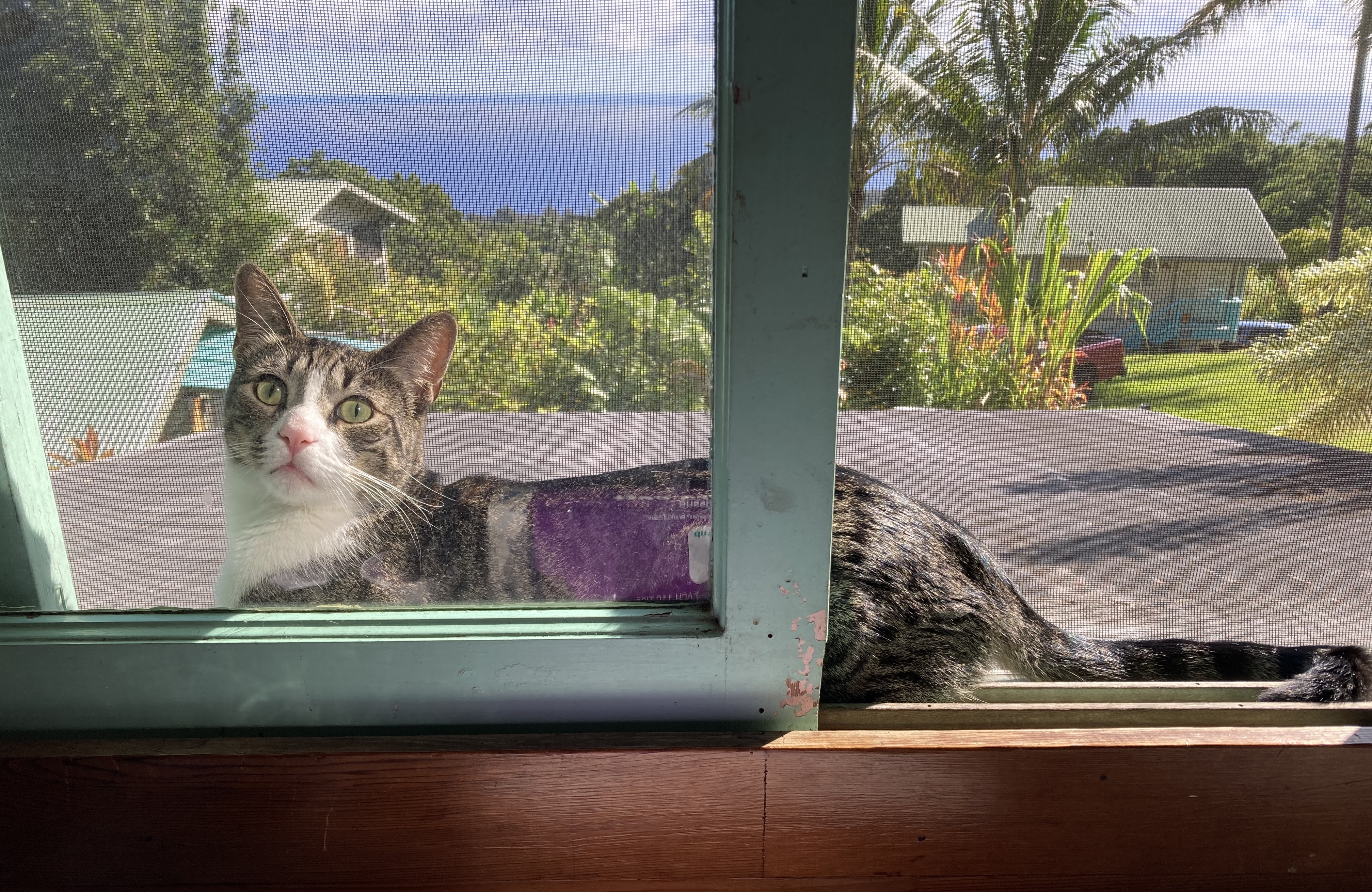 Cat relaxing in a sunny window with a tropical view.