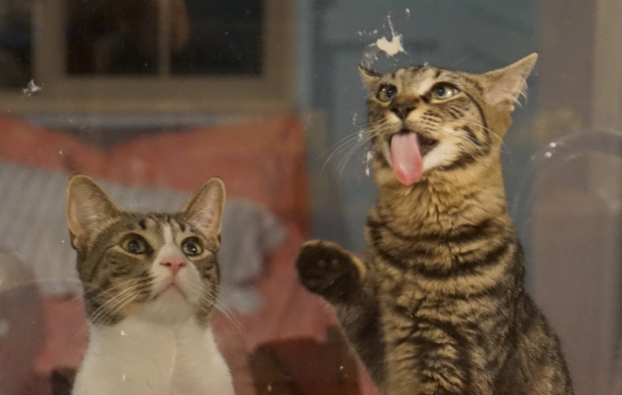 Two cats looking through a window together.