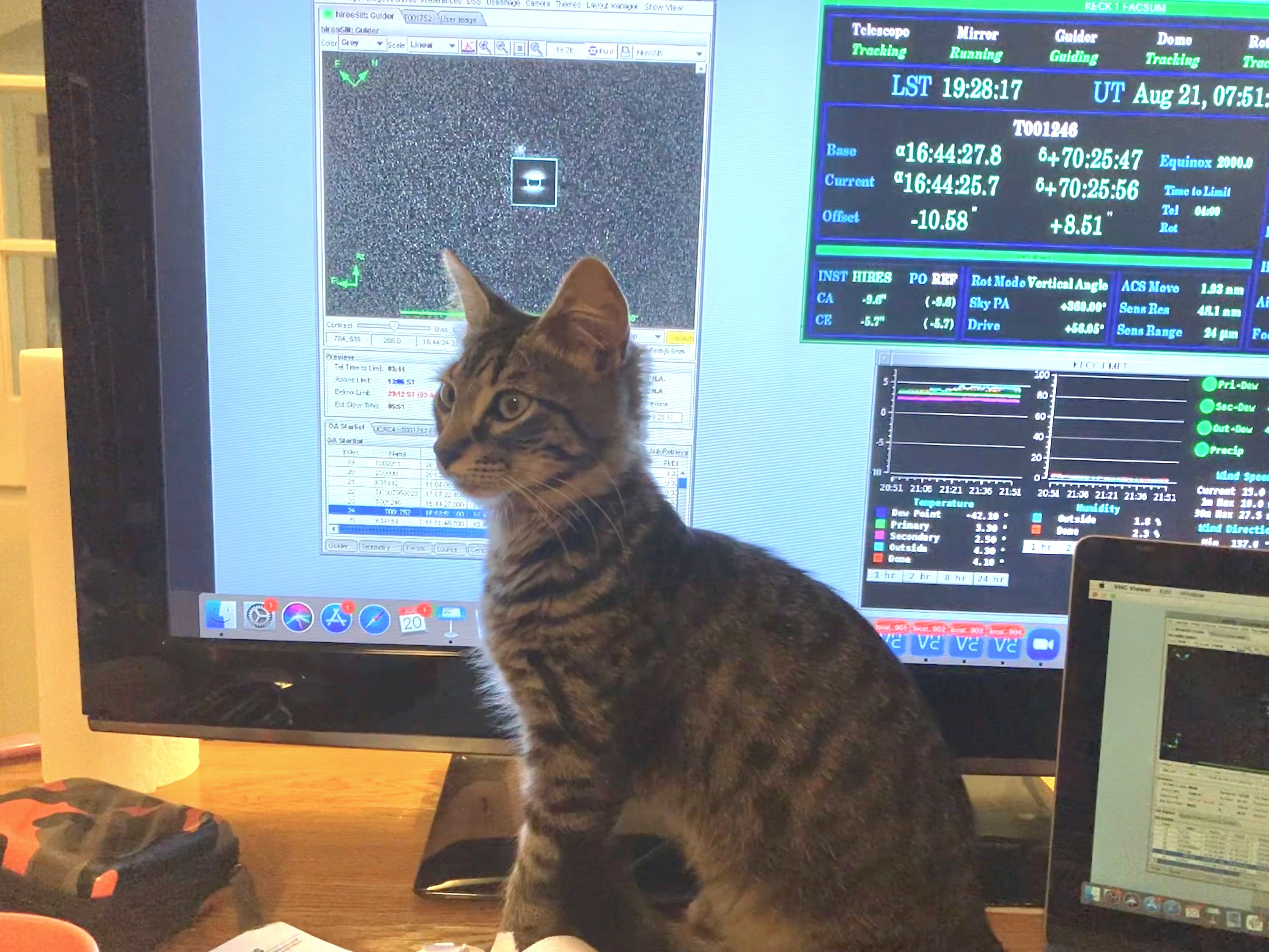 Kitten in front of telescope and guider displays.