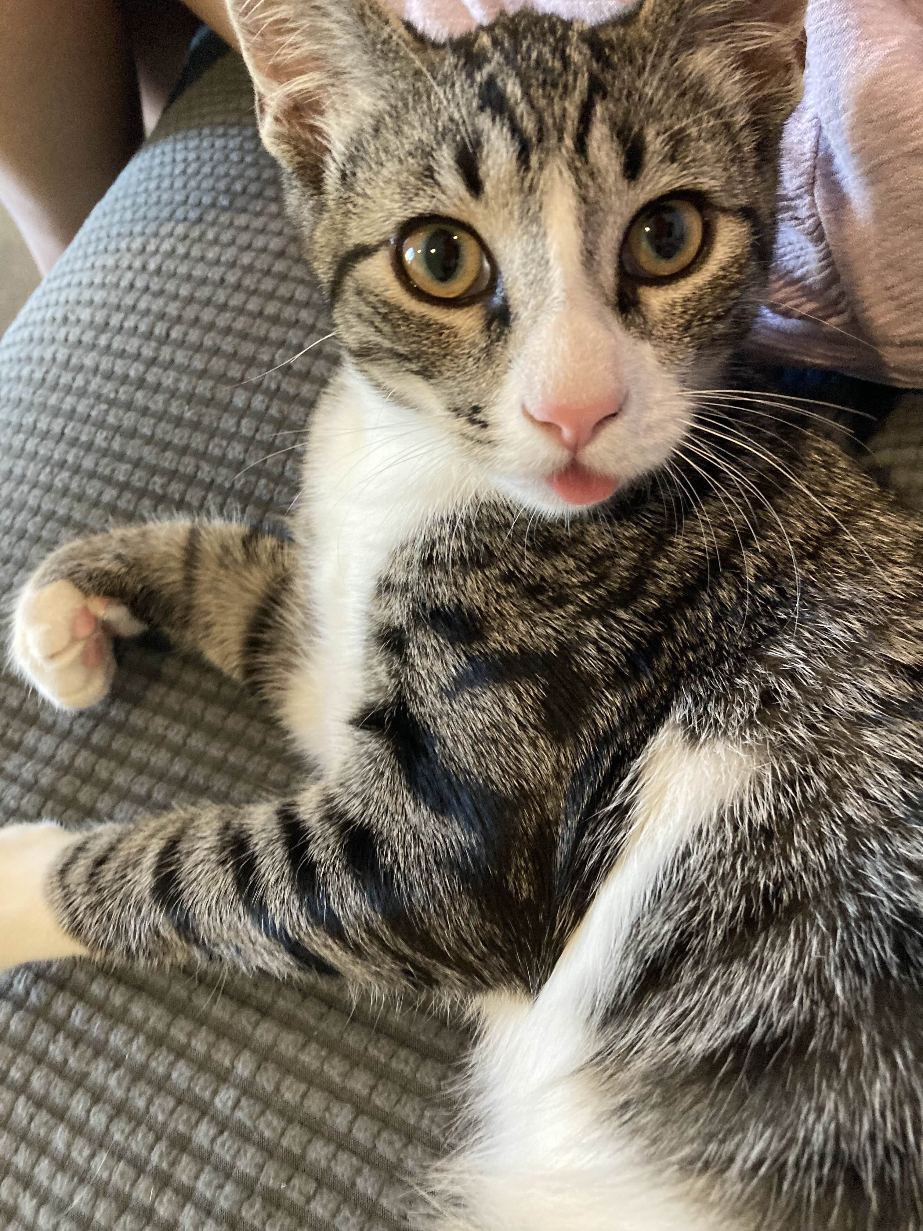 Close-up portrait of a tabby cat with a tiny tongue out.