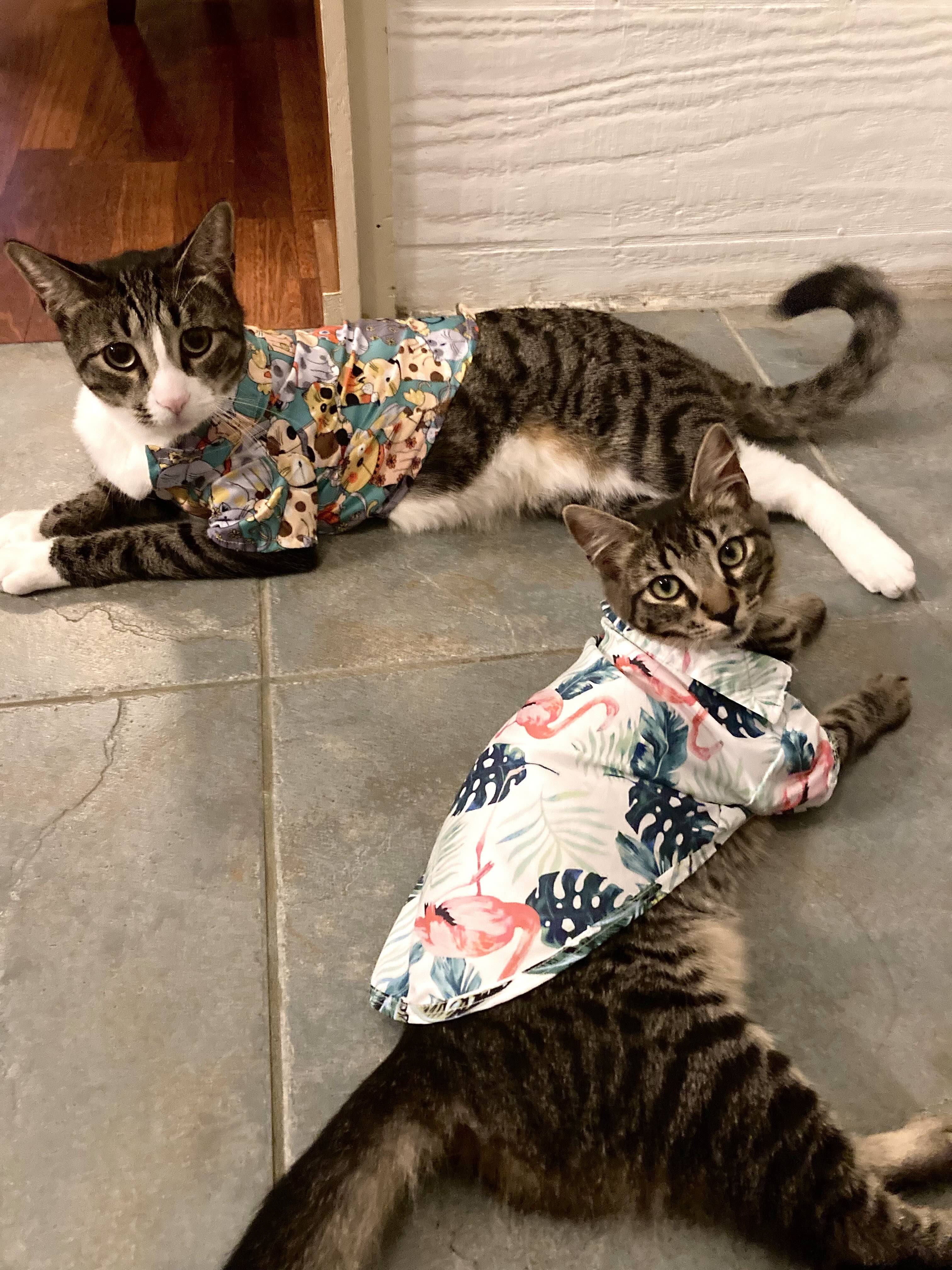 Two cats wearing matching patterned shirts.