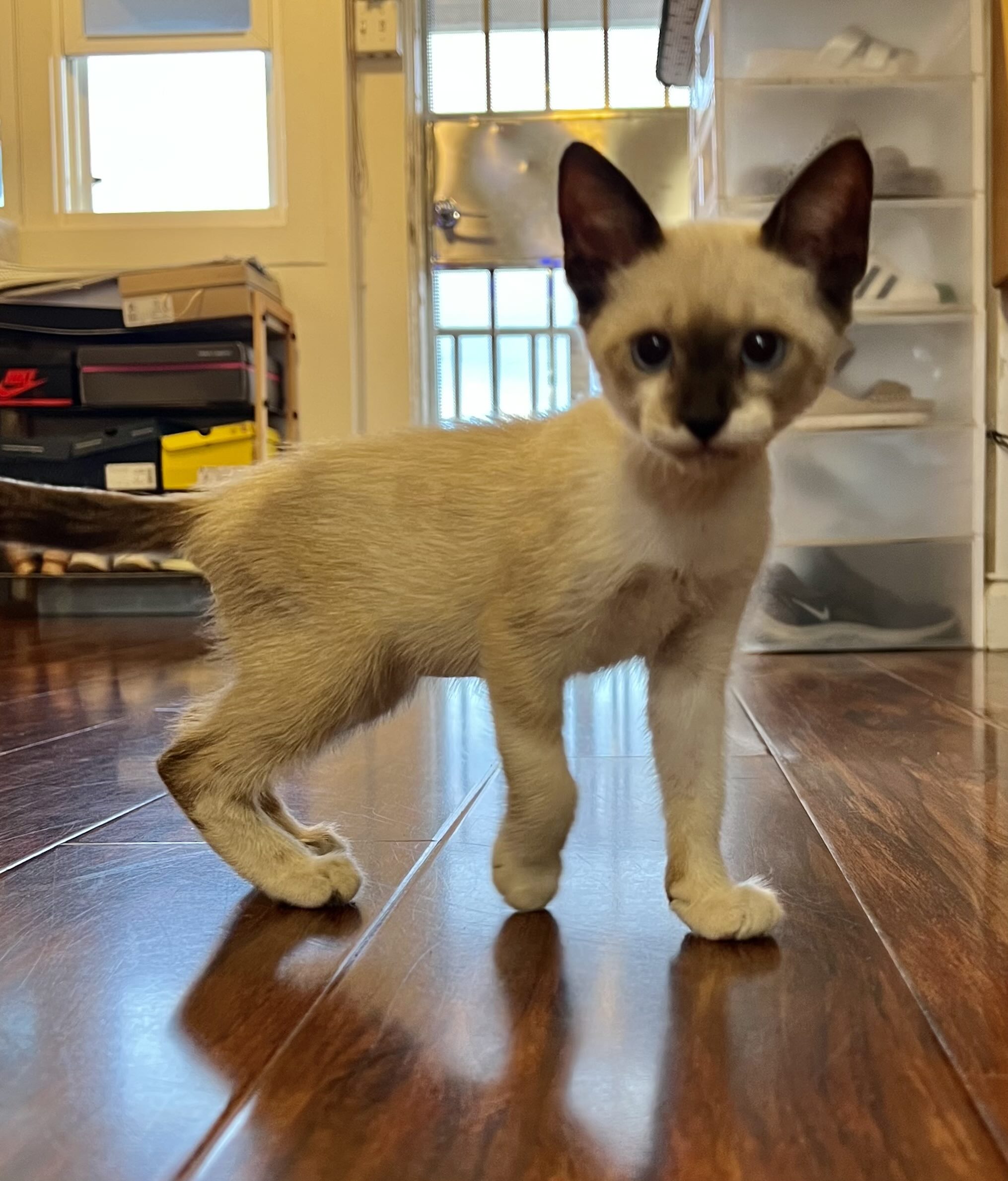 Young Siamese kitten standing on a wooden floor.