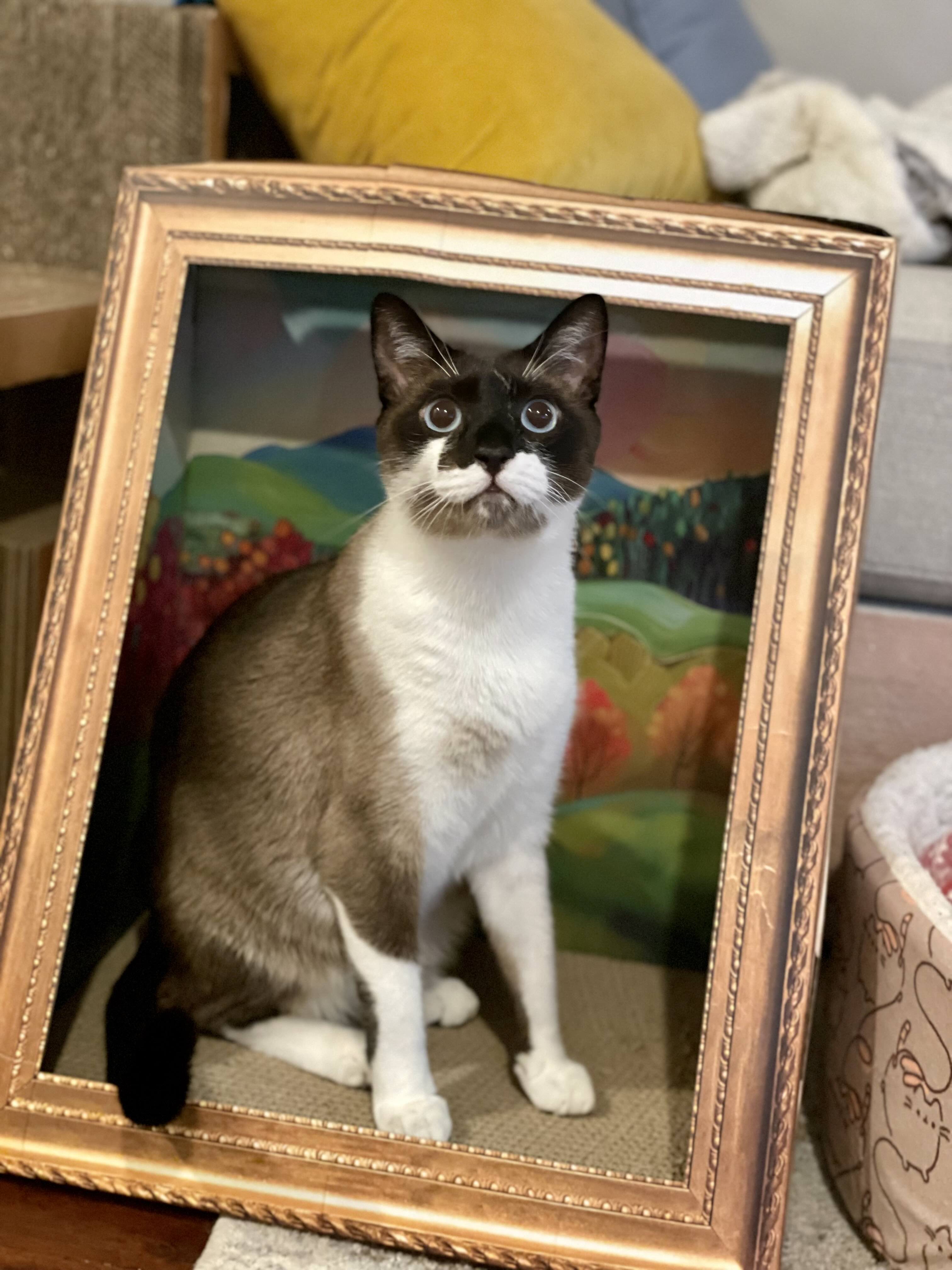 Siamese cat posing inside a picture frame.