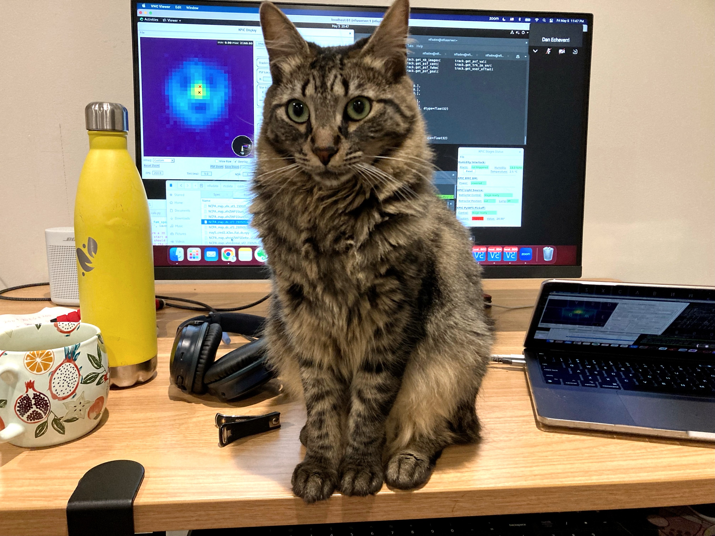 Cat sitting in front of observatory control screens.